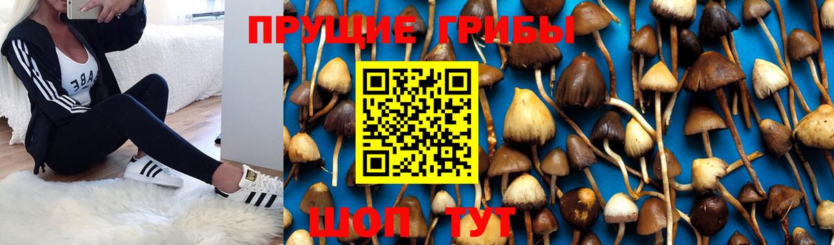Галлюциногенные грибы MAGIC MUSHROOMS Борисоглебск